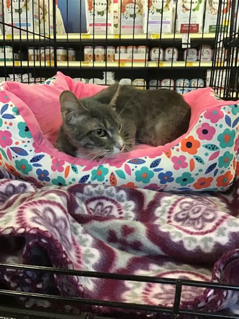 animal shelter in mesquite|Pets for Adoption at Purrfect Angels Animal Rescue, in Mesquite, .